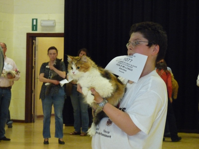 sib&eacute;rienne classique sur podium pour Best in Show