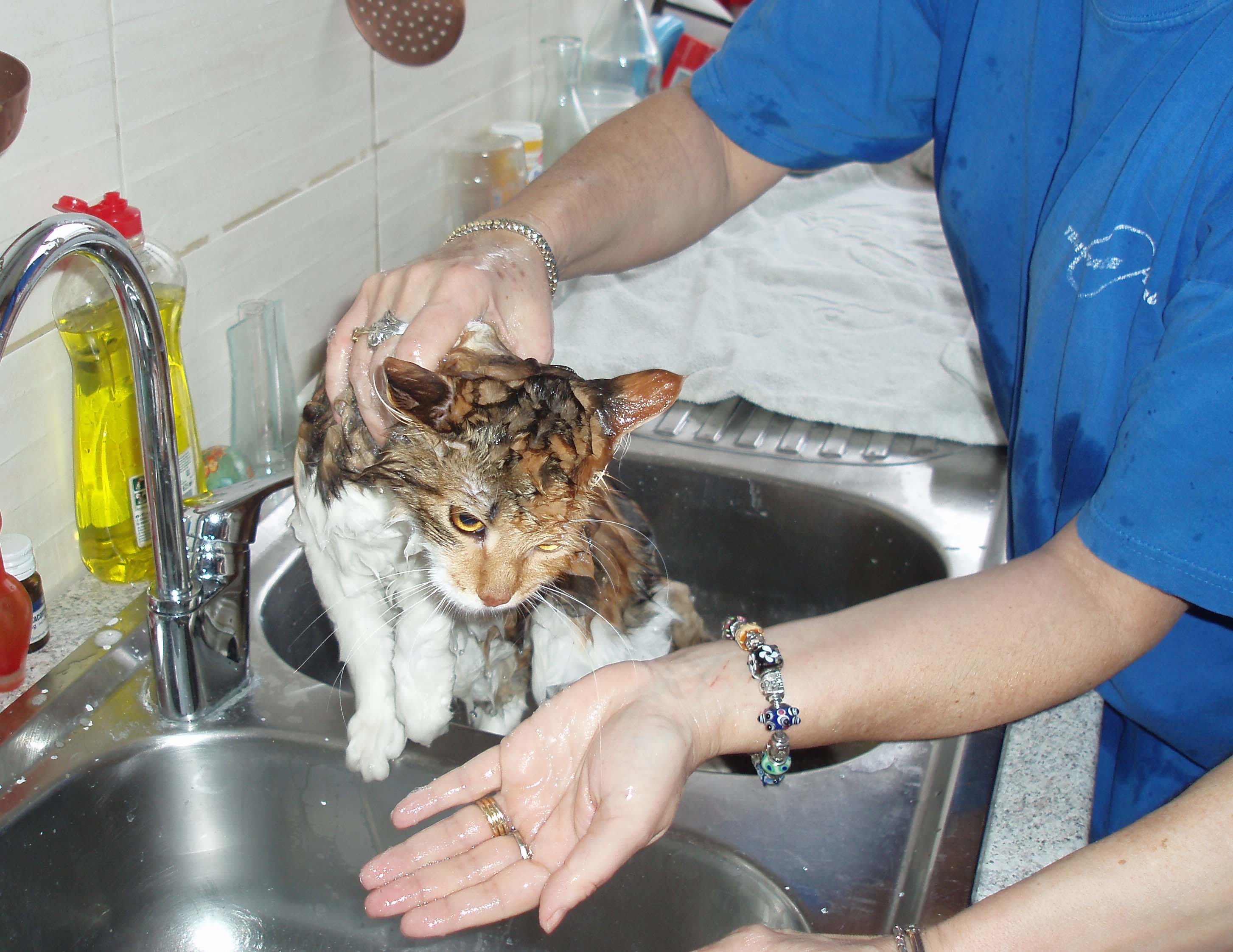 sib&eacute;rienne classique au bain